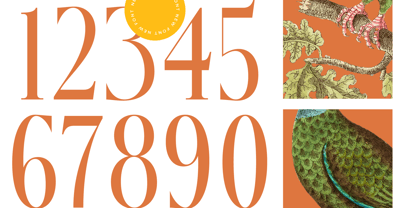 Mecoka Groove Font Poster 7