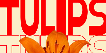 Gelico Condensed Font Poster 9