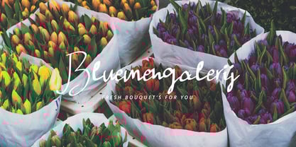 Anthus Signature Font Poster 7