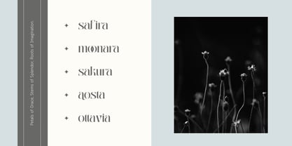 Abogia Font Poster 5