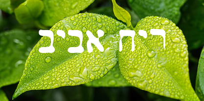 Dimdumim Font Poster 1
