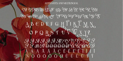 Selnonce Font Poster 8
