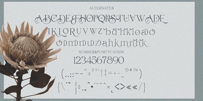 Belarose Font Poster 9