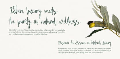 Massipak Font Poster 14