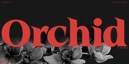 Rocavio Font Poster 10