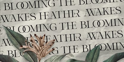 Winter Solace Font Poster 3