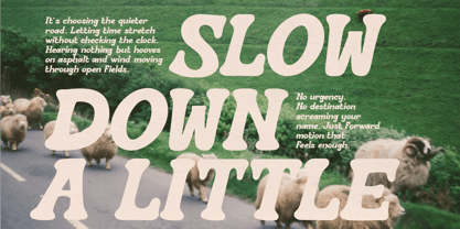Roodey Quillen Font Poster 4