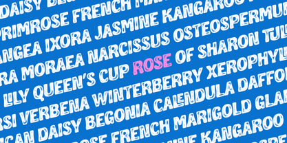 Coastella Font Poster 5