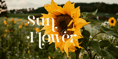 Brista Font Poster 5