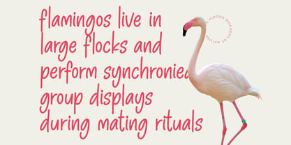 Pinky Doodle Font Poster 11