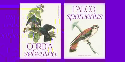 Ragmont Serif Font Poster 7