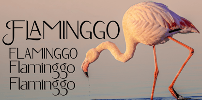 Aligr Font Poster 10