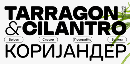 SFT Schrifted Round Font Poster 7