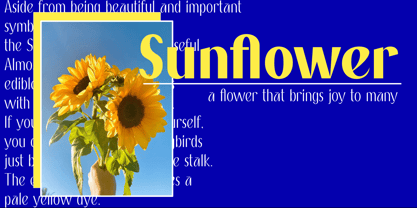 Dimeanati Font Poster 6