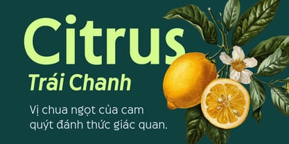 Neopol Sans Font Poster 3