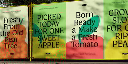 Champie Font Poster 9