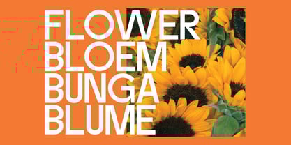 Banky Sans Font Poster 10