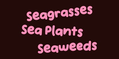 Handpicked Seashells Font Poster 10