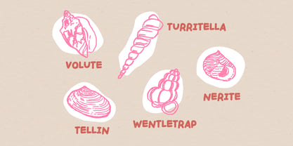 Handpicked Seashells Font Poster 3