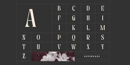Astella Luxury Font Poster 13