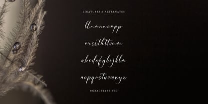 Dialmeray Font Poster 12
