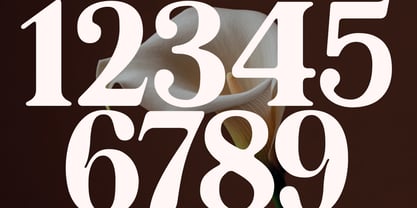 Avolta Font Poster 3