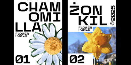 Sager Grotesk Font Poster 6