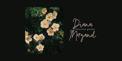 Fisillove Signature Font Poster 2
