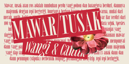 MTC Tailrose Font Poster 8