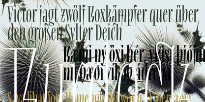 Lev Type Repyakh Font Poster 3