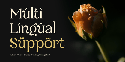 Author Font Poster 12