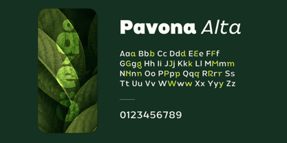 Pavona Alta Font Poster 10