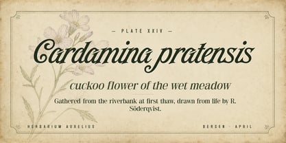 Topbirdy Script Font Poster 9