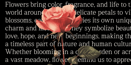 Rhimen Font Poster 3