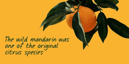 Seville Orange Pro Font Poster 3