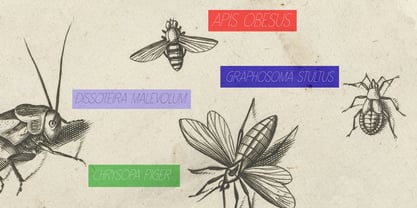 Insect Jar Pro Font Poster 5