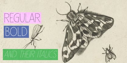 Insect Jar Pro Font Poster 6