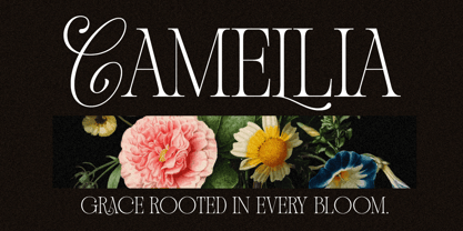 Daviena Mediva Font | Webfont & Desktop | MyFonts