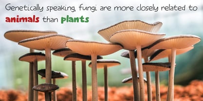 Elfenbankje Pro Font Poster 5