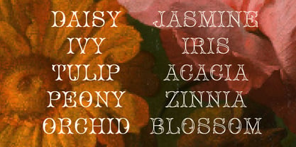 Coladero Font Poster 2