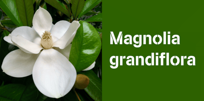 Standard CT Font Poster 2