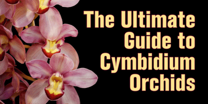 Standard CT Font Poster 6