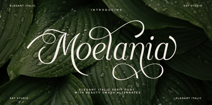 Moelania Font Poster 1