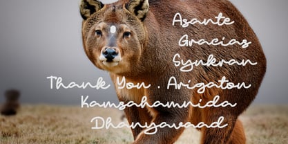 Padict Font Poster 7