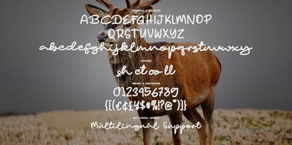Padict Font Poster 6