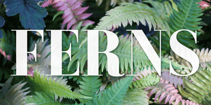 Dionisio Font Poster 15