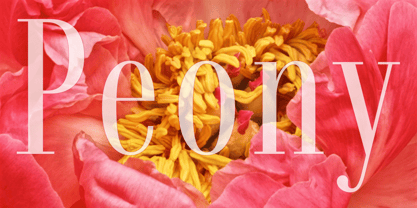 Dionisio Font Poster 8