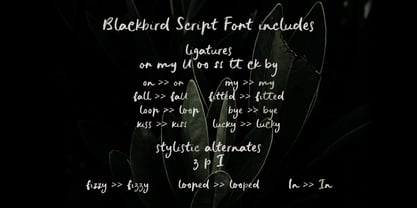 Blackbird Font Poster 8