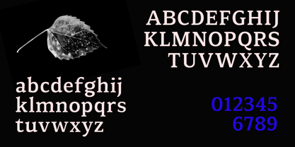 Promuja Font Poster 8
