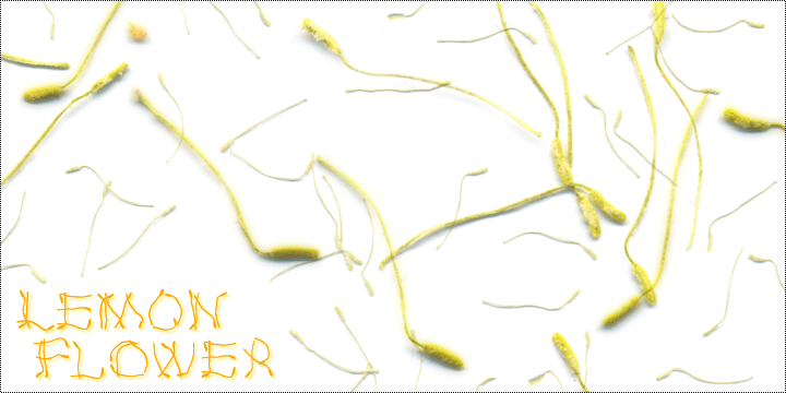 Lemon Flower Font Poster 2
